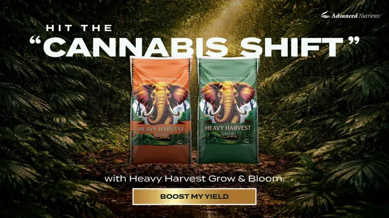 Heavy Harvest Summer - Image 2