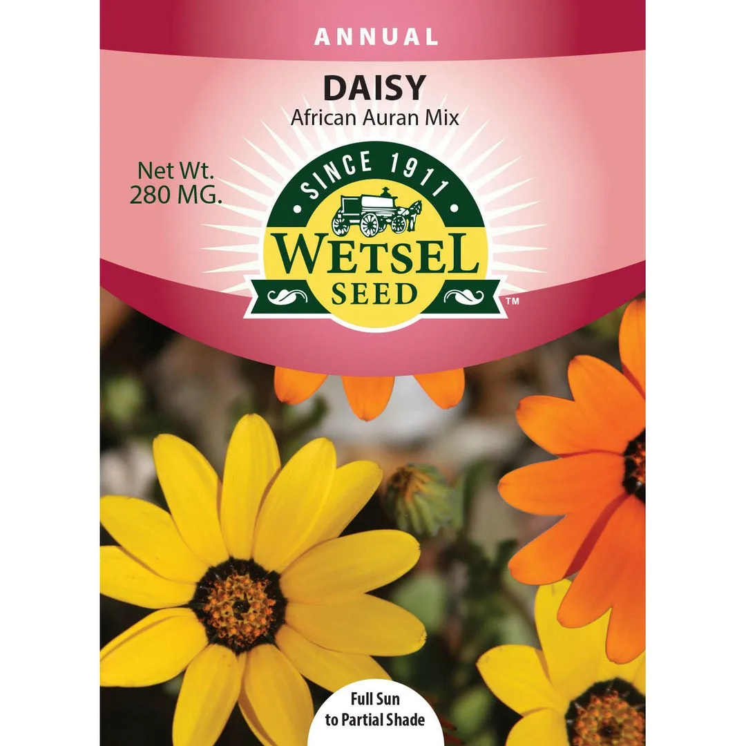 African Daisy Aurantiaca Mix 280mg - Image 2