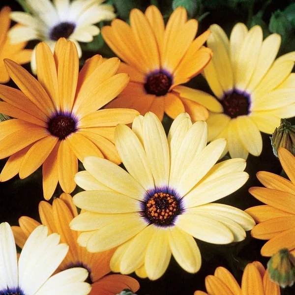 African Daisy Aurantiaca Mix lbs