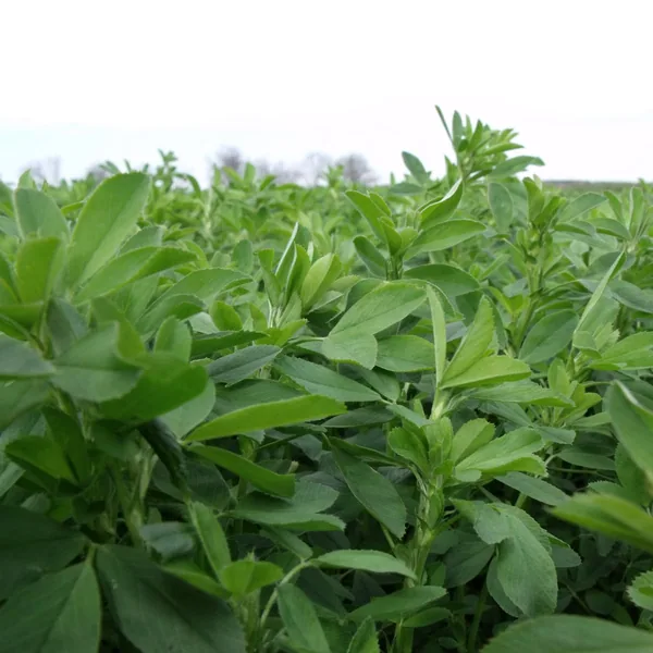 Alfalfa, 50 lbs Variety Not Stated