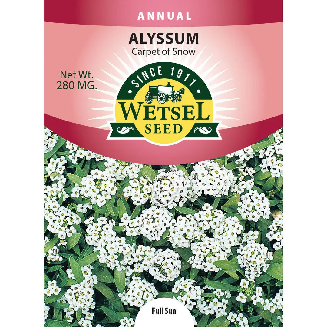Alyssum, Carpet Of Snow 280mg - Image 2