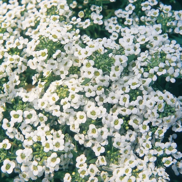 Alyssum, Carpet Of Snow Lbs