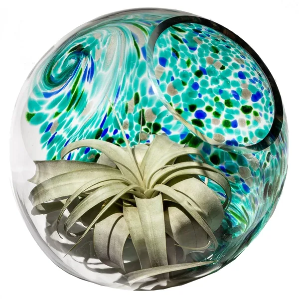 APM 3" Assorted Terrarium