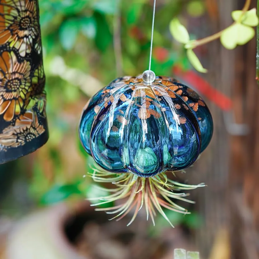APM Air Plant Jellyfish Lake Blue/Gold - Image 2