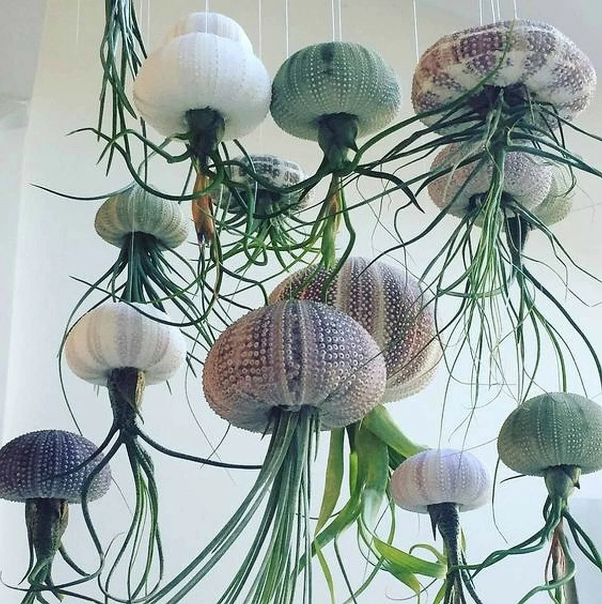 APM Air Plant Jellyfish Lake Green/Gold - Image 2