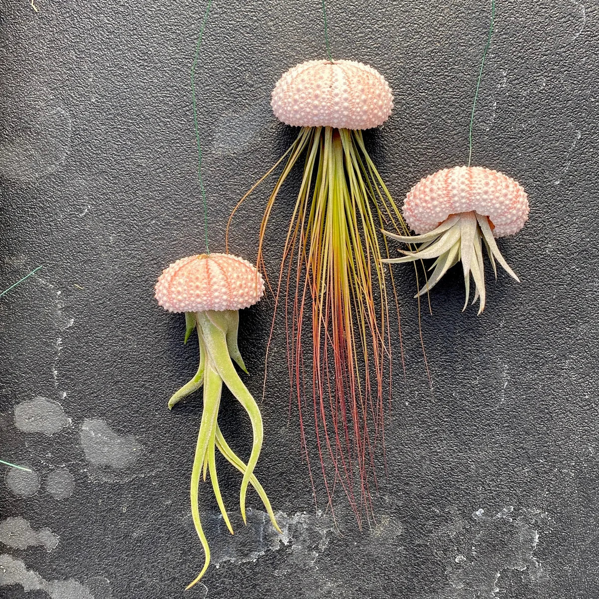 APM Air Plant Jellyfish White/Gold - Image 2