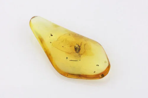 APM Air Plant Trapezoid Clear Amber - Image 2
