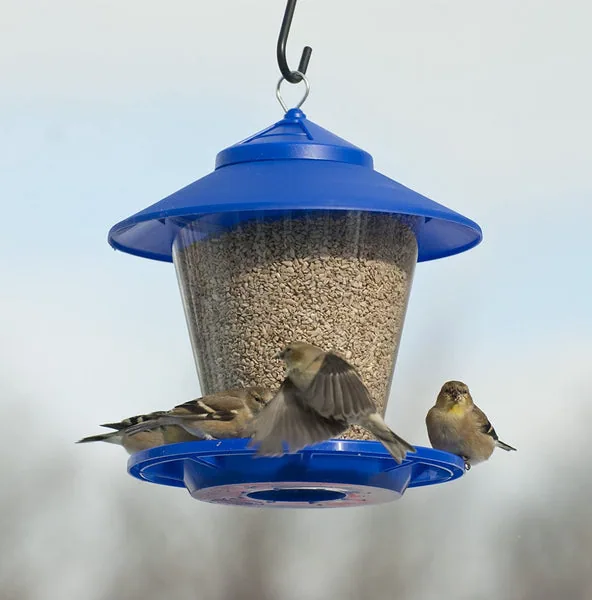 APM Assorted Bird
