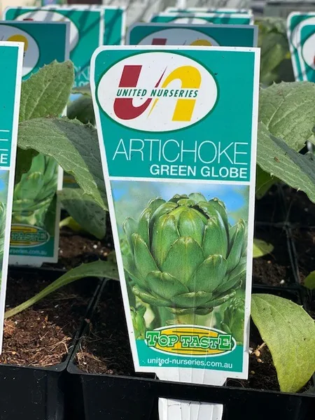 Artichoke, Green Globe 1/2oz