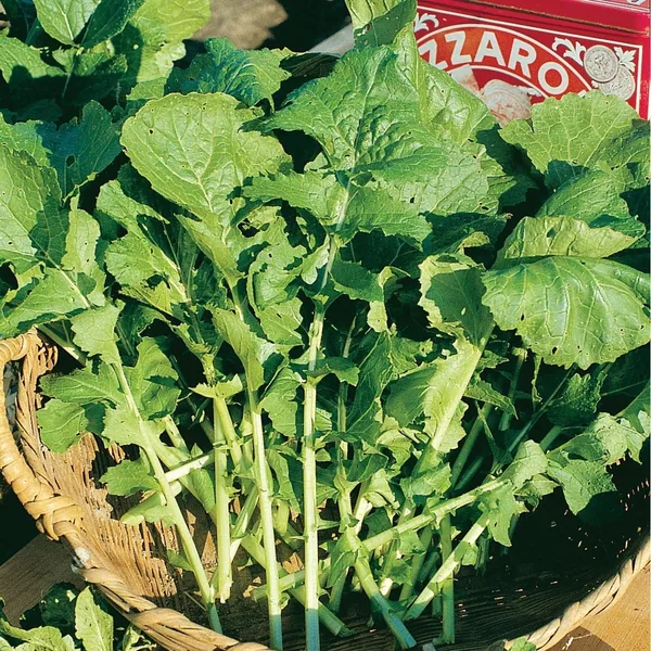 Arugula, Rocket 1000 Seed Count