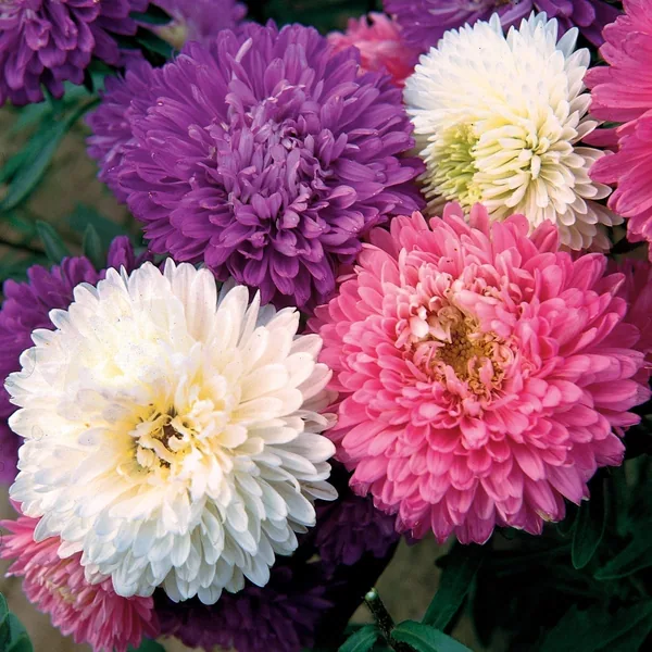 Aster, Crego Mixed 1/4oz