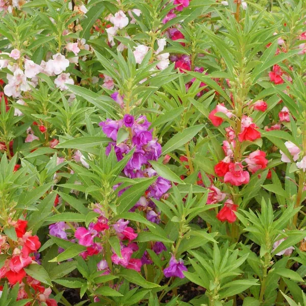 Balsam, Camellia Flower Mix Lbs