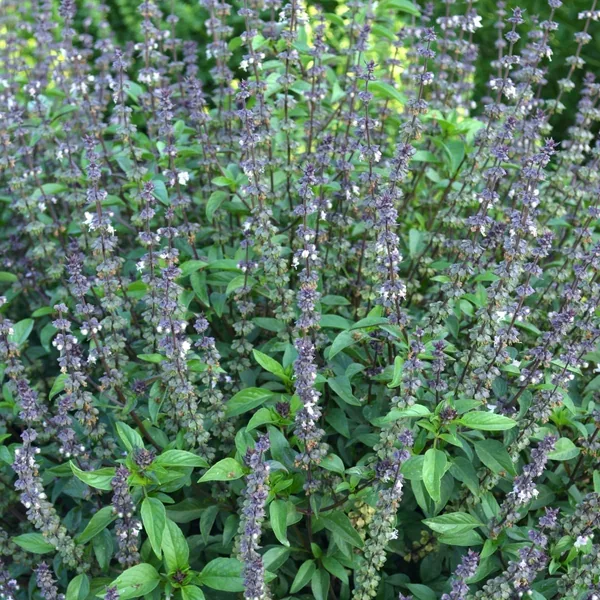 Basil, Cinnamon 1