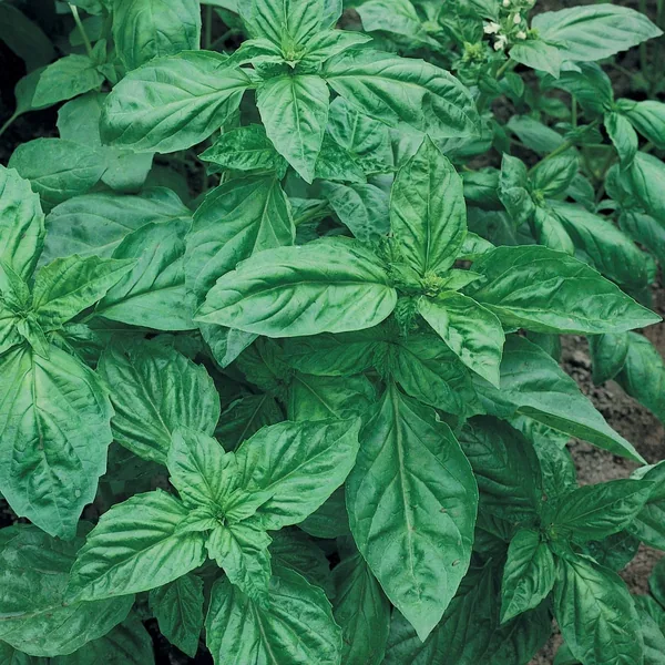 Basil, Genovese 1