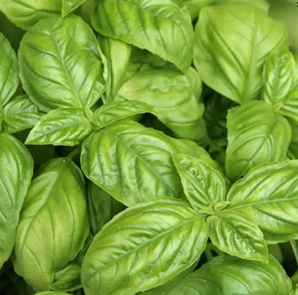 Basil, Large Leaf Italian 1/2oz - Image 2