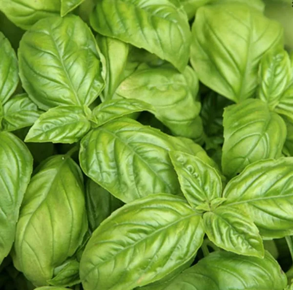 Basil, Large Leaf Italian 1/2oz