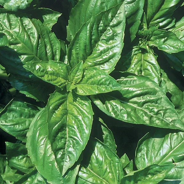 Basil, Lemon 1