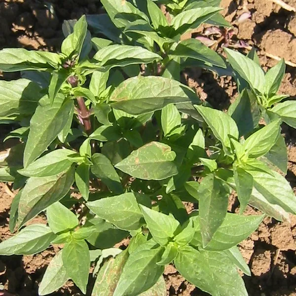 Basil, Siam Queen 1