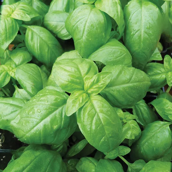 Basil, Sweet 1/2oz