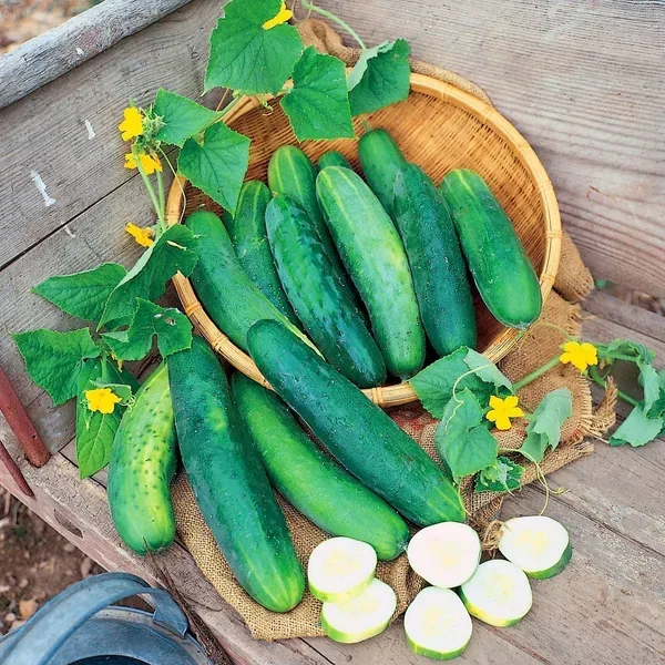 Beans, Black Provider Treated 1/2lb - Image 2