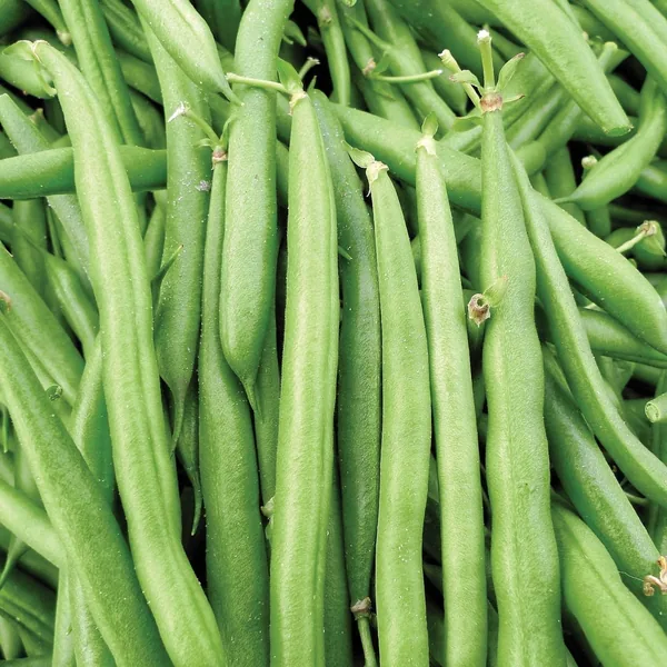 Beans, Black Provider Treated