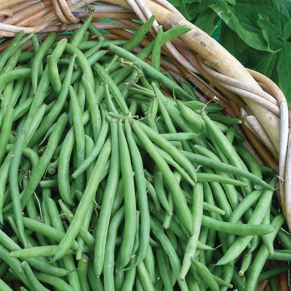 Beans, Blue Lake 274 Bush