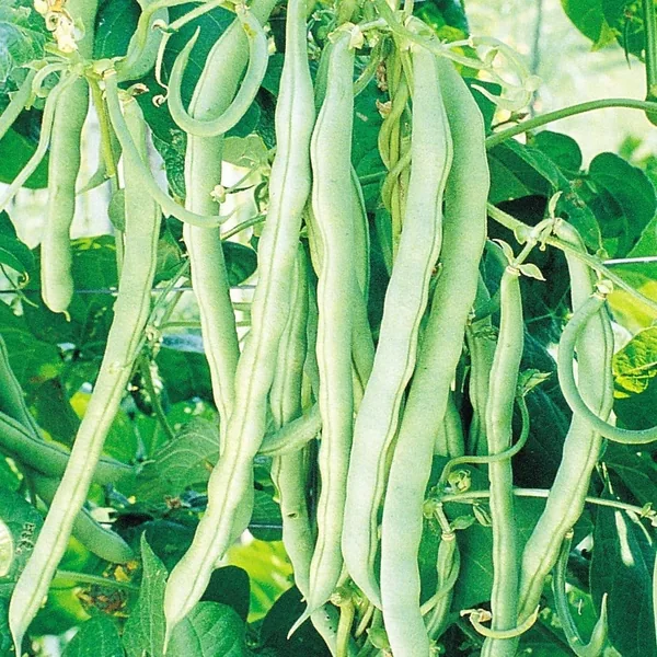 Beans, Blue Lake Fm1 Pole 1/2lb