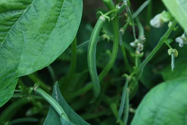 Beans, Burpee Stringless 1/2lb