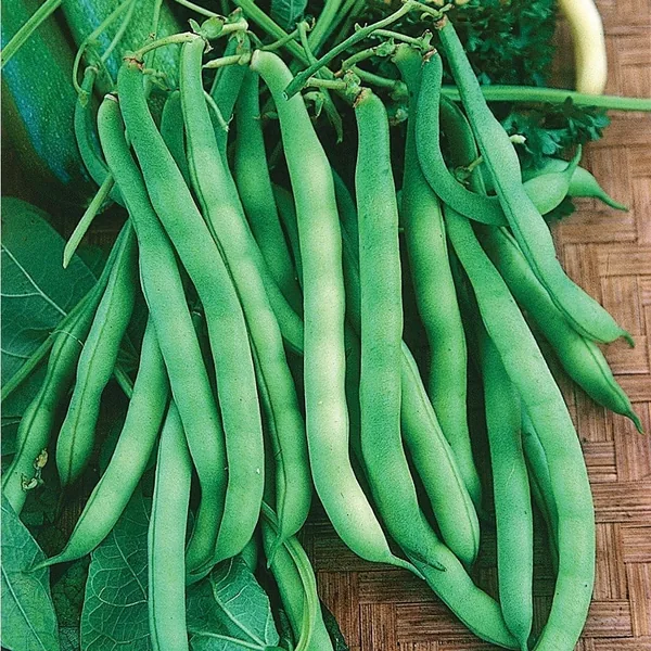Beans, Burpee Stringless