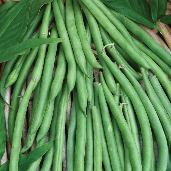 Beans, Contender Bush 1/2lb - Image 2