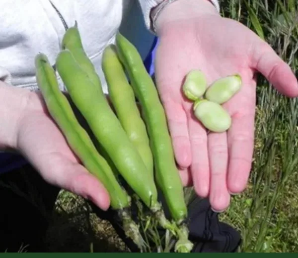 Beans, Fava Broad Windsor 1/2lb - Image 2