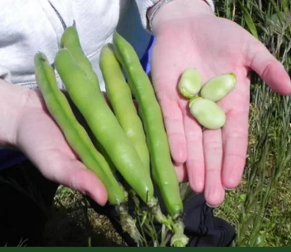 Beans, Fava Broad Windsor 1/2lb
