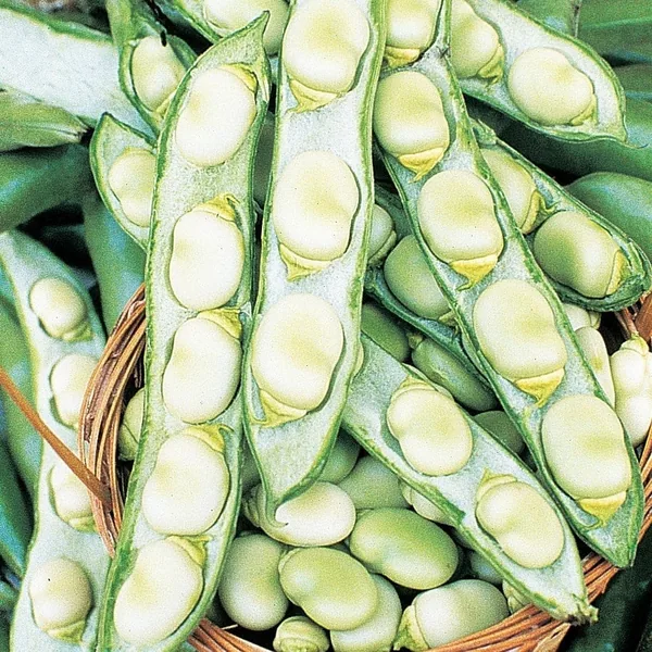 Beans, Fava Broad Windsor