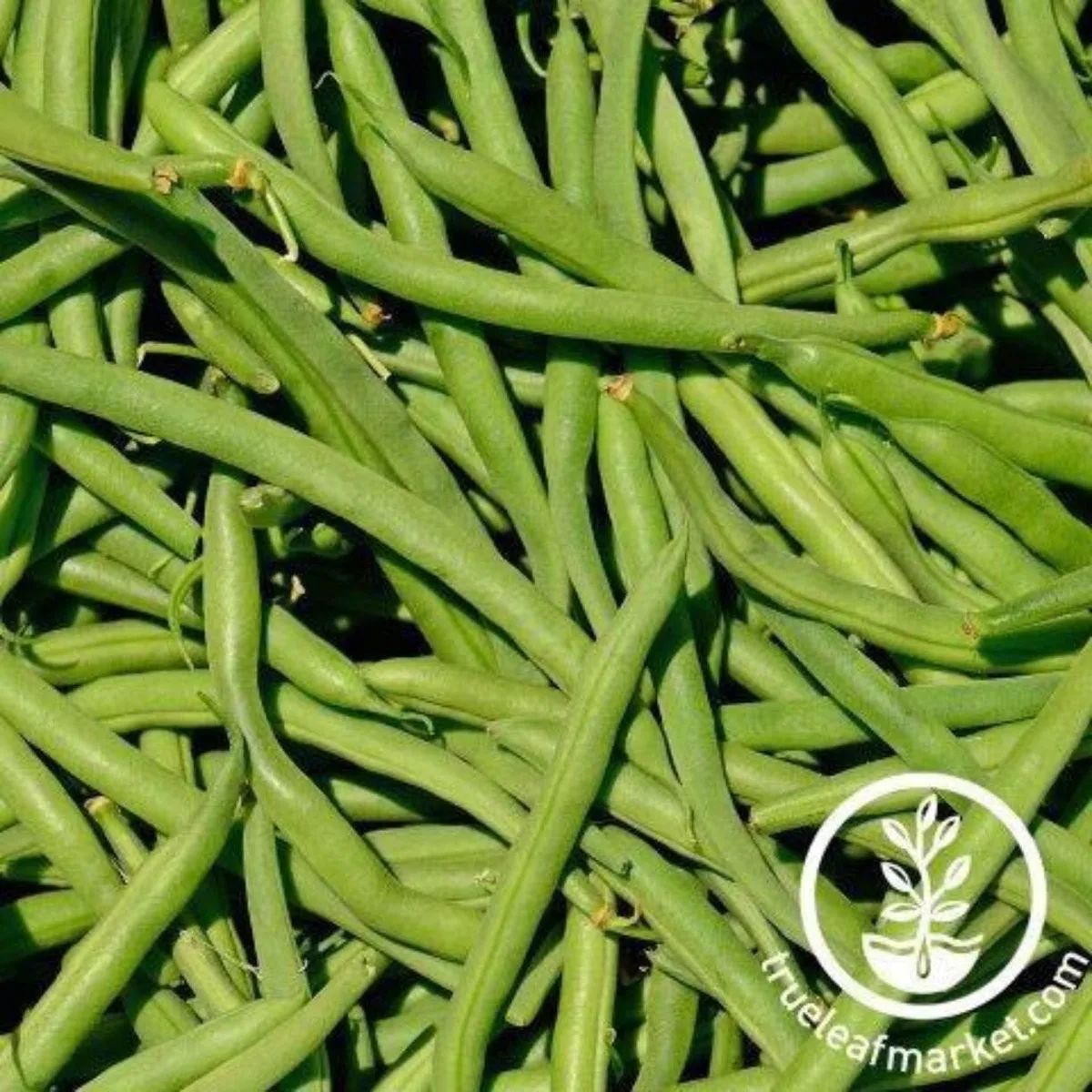 Beans, Greencrop Bush Treated 1/2lb - Image 2