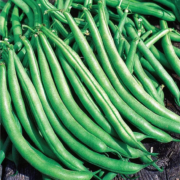 Beans, Greencrop Bush Treated