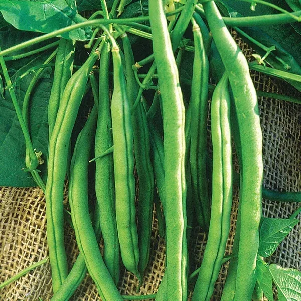 Beans, Kentucky Wonder Bush 125 Treated 1/2lb - Image 2