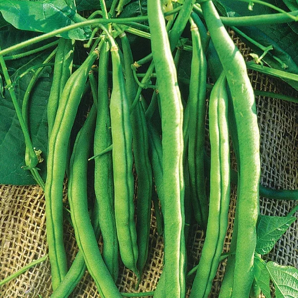 Beans, Kentucky Wonder Bush 125 Treated