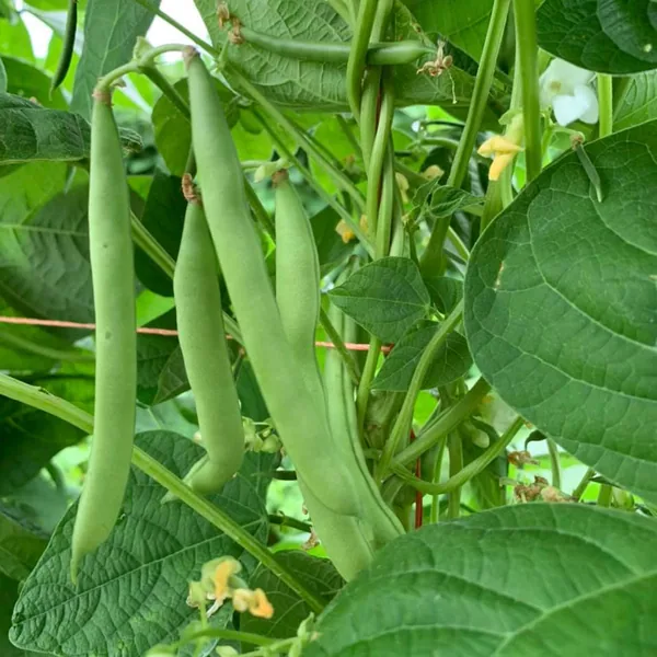 Beans, Mountaineer White Half Runner 1/2lb