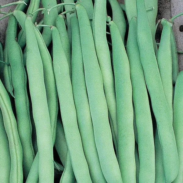 Beans, Mountaineer White Half Runner