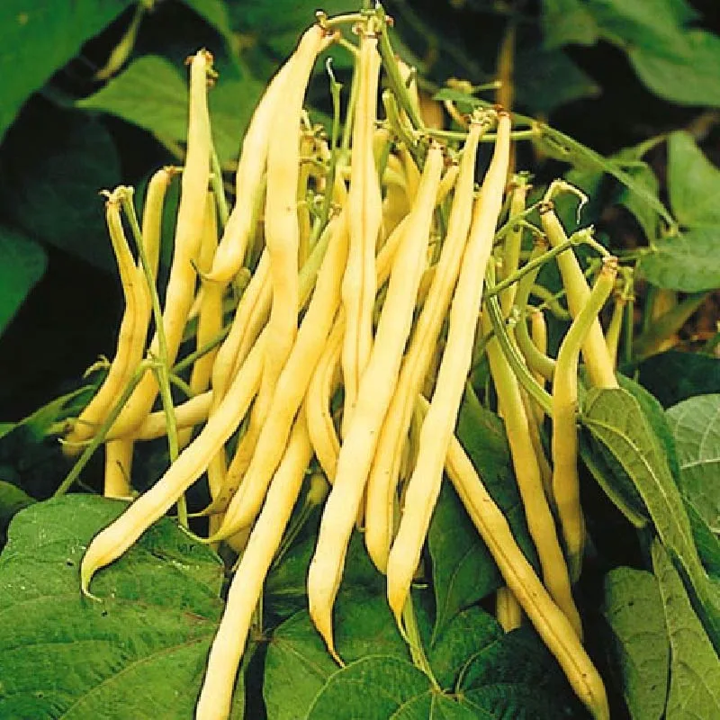 Beans, Pencil Pod Black Wax 1/2lb - Image 2