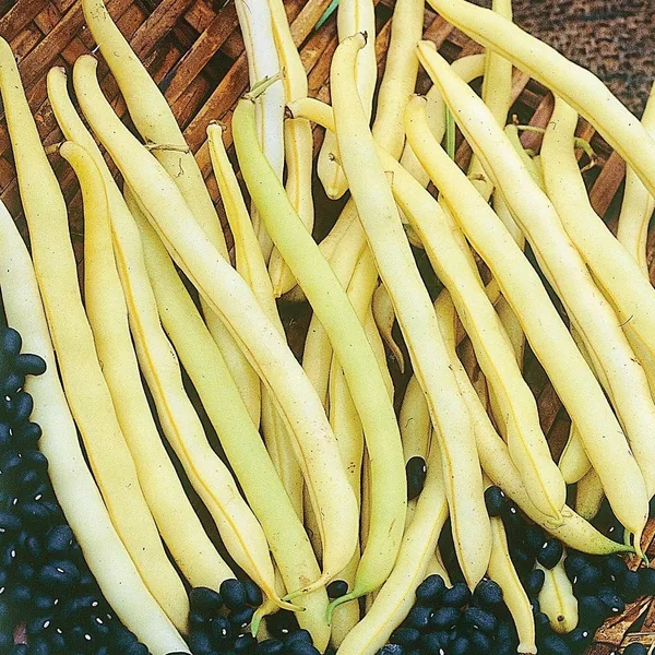 Beans, Pencil Pod Black Wax