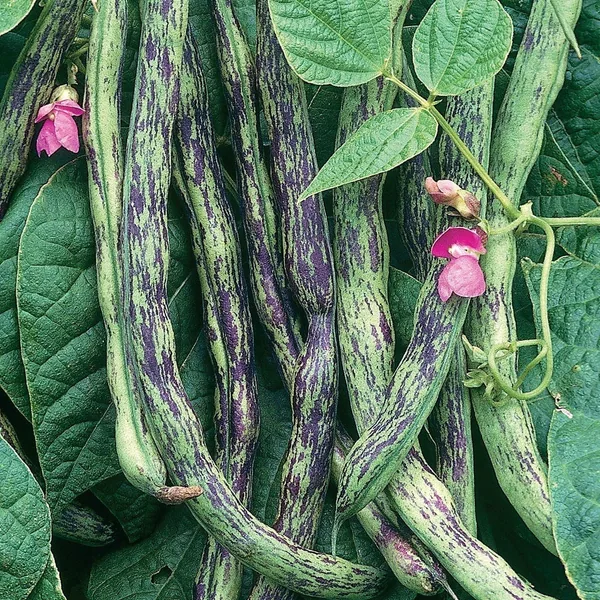 Beans, Rattlesnake Pole