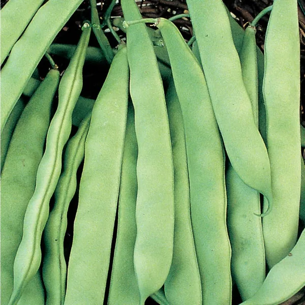 Beans, Roma II