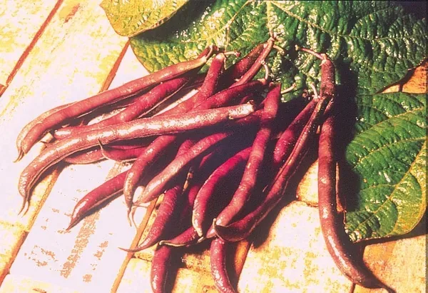 Beans, Royal Burgundy Bush 1/2lb - Image 2