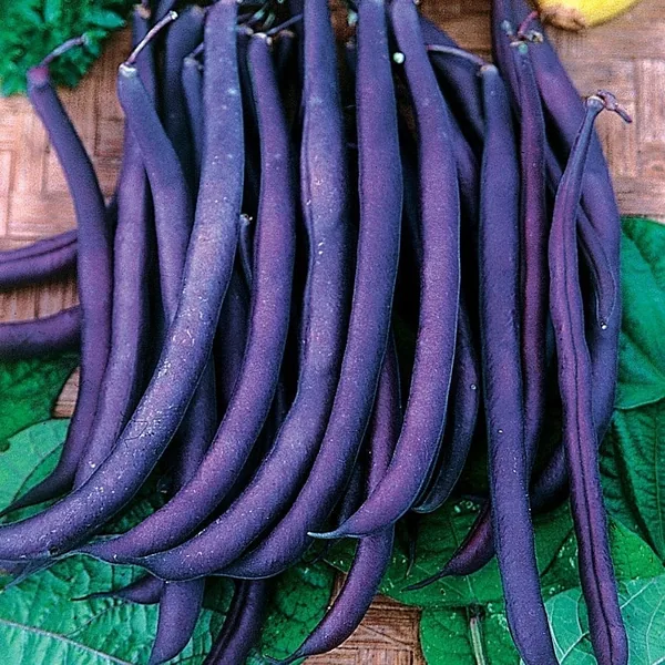 Beans, Royal Burgundy Bush