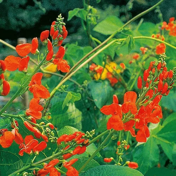 Beans, Scarlet Runner Pole 1/2lb