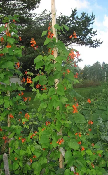 Beans, Scarlet Runner Pole
