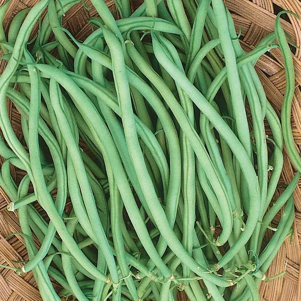 Beans, Slenderette Bush