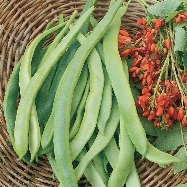 Beans, State Half Runner