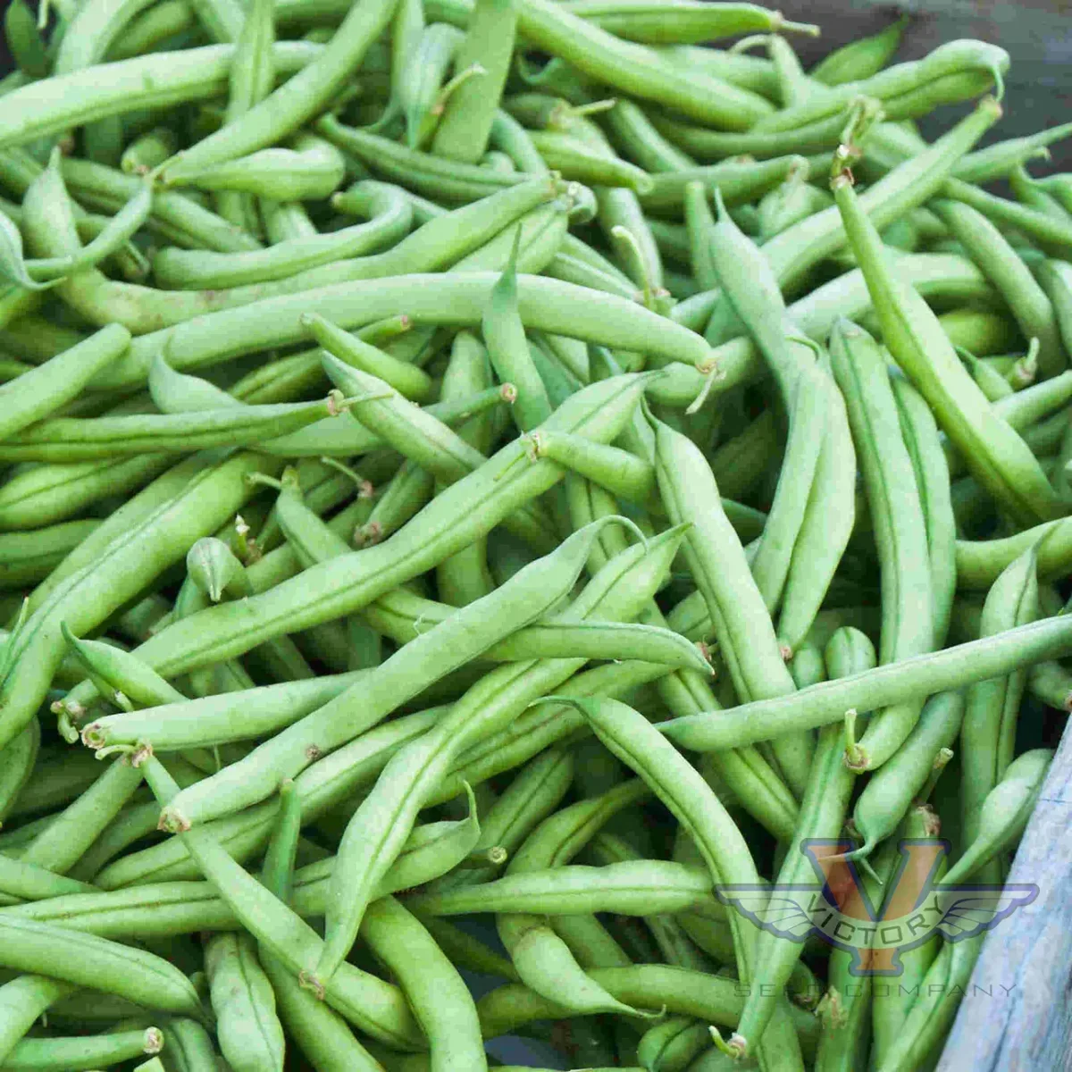Beans, Strike Bush Treated 1/2lb - Image 2